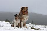 BERGER AUSTRALIEN - ADULT & PUPPY 070